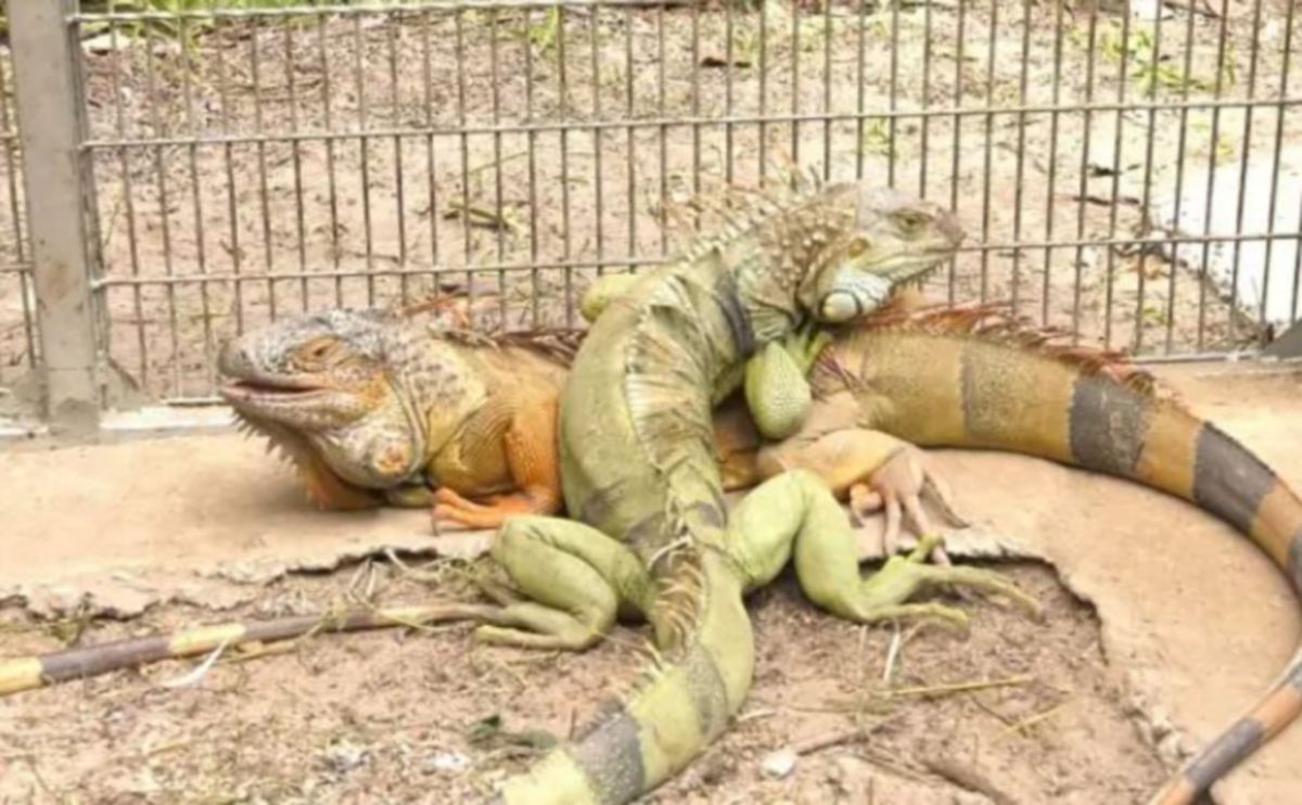 THAILAND  menangkap lebih 150 iguana yang ‘mengganas’ di kawasan luar bandar negara itu. FOTO DNP/ AFP 