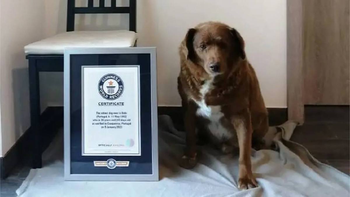 BOBI sebelum ini memegang rekod dunia untuk anjing tertua. FOTO GWR