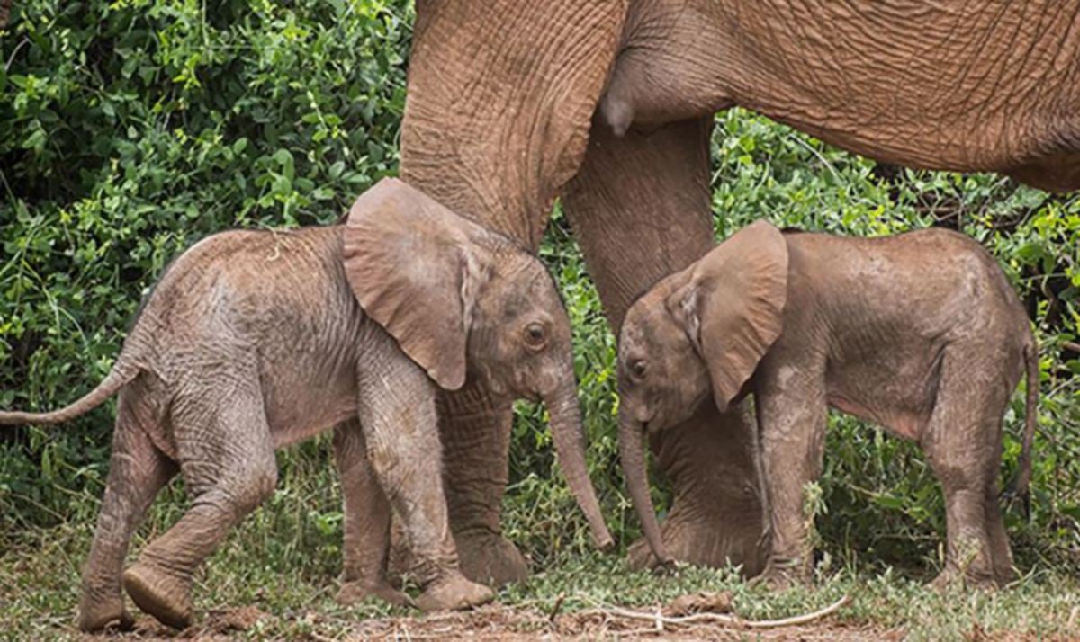 ANAK gajah kembar dilahirkan di Kenya. FOTO X/ Save the Elephants