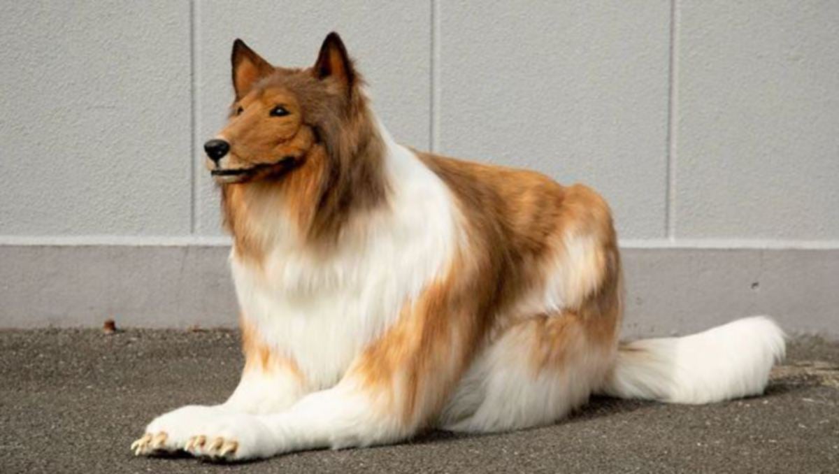 Toco sebelum ini membelanjakan AS$14,000 (kira-kira RM65,900)  untuk mengubah dirinya menjadi seekor anjing. FOTO Agensi 