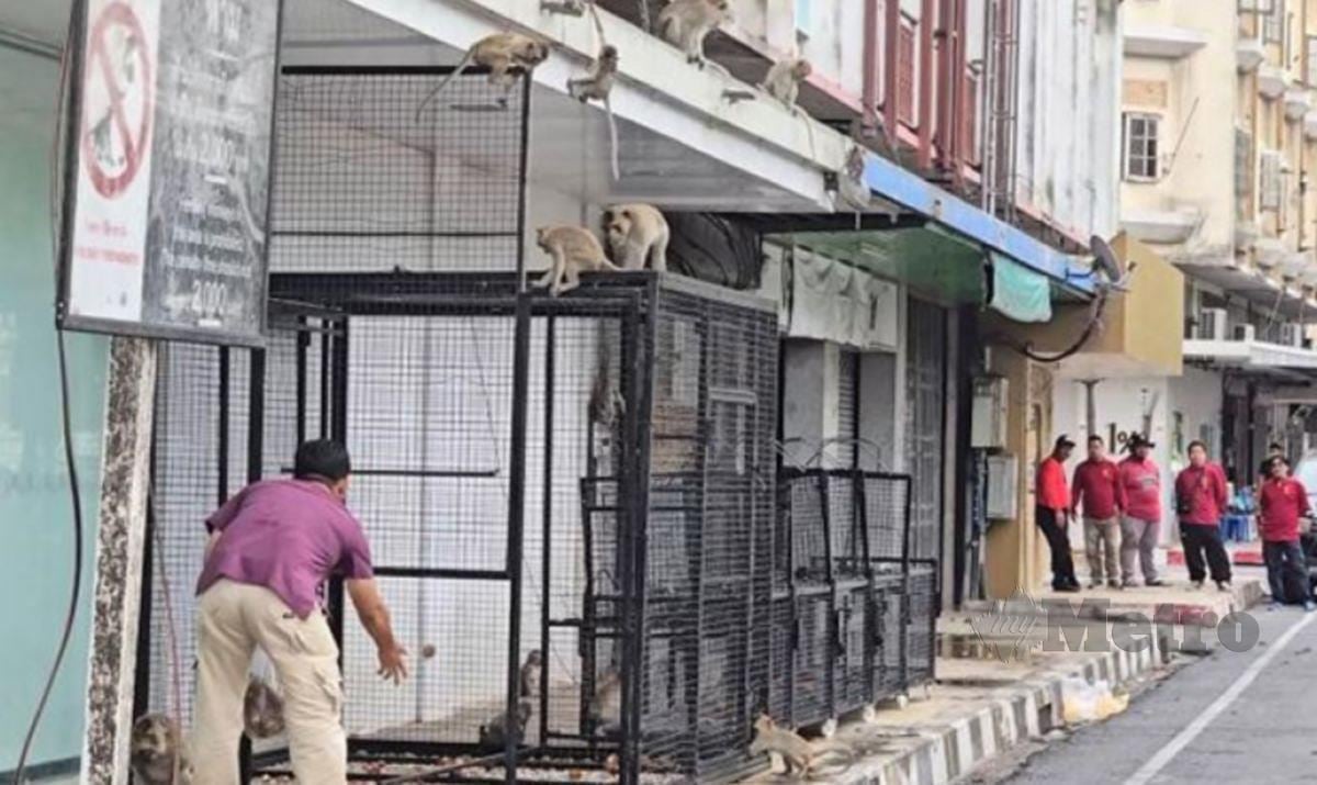PEKERJA memasang sangkar di Lop Buri pada Jumaat lalu untuk menangkap monyet dan mengeluarkannya dari bandar. FOTO Pejabat Perhubungan Awam Lop Buri/ Bangkok Post 