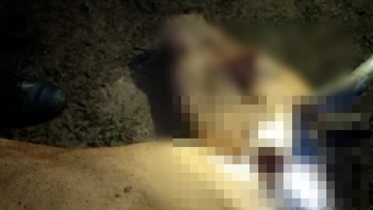 LEMBU betina yang ditemukan mati dipercayai dibaham harimau di Kampung Bukit Lanjut. FOTO Ihsan APM