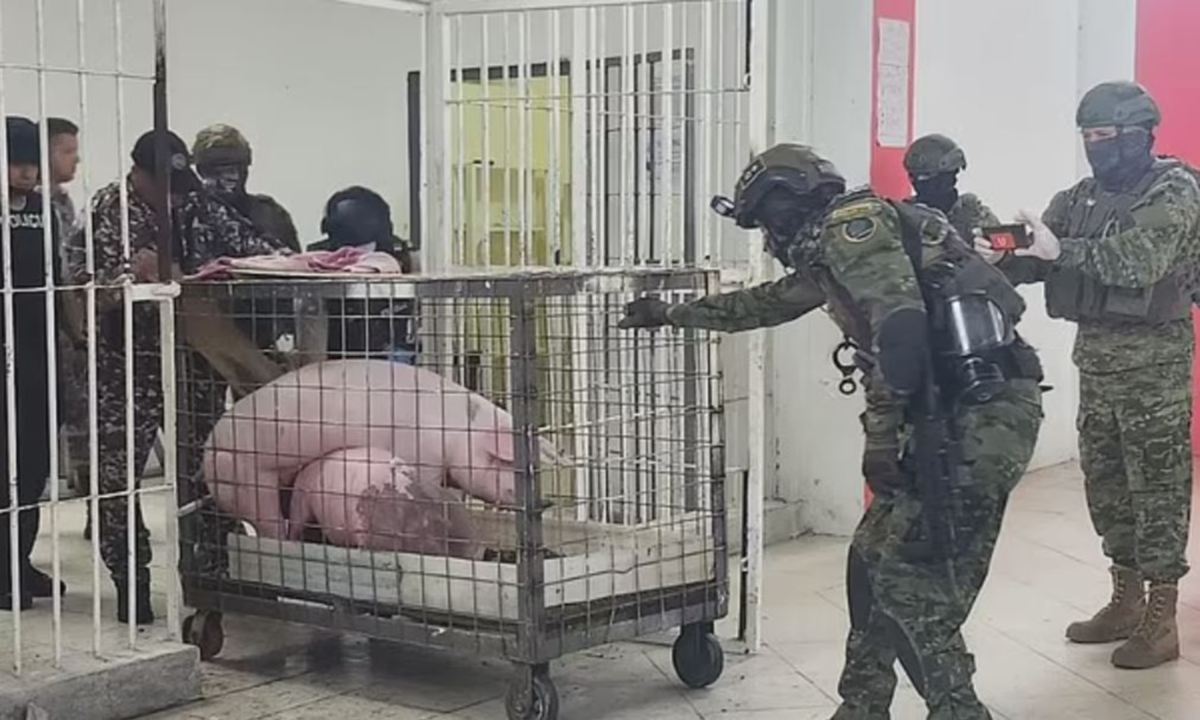 DUA babi yang dikeluarkan dari penjara Bellavista, bandar Santo Domingo. FOTO Reuters 