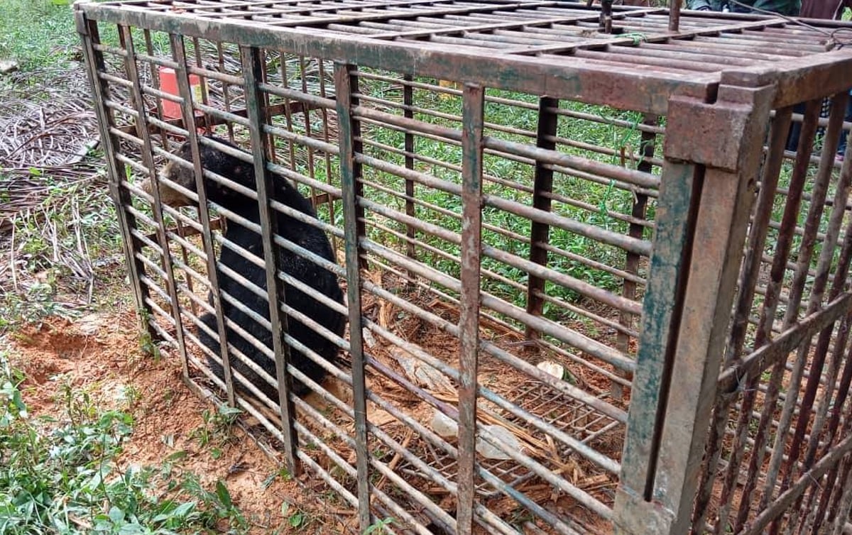 BERUANG matahari betina yang berjaya ditangkap di Kampung Sungai Satan, semalam. FOTO Ihsan Perhilitan