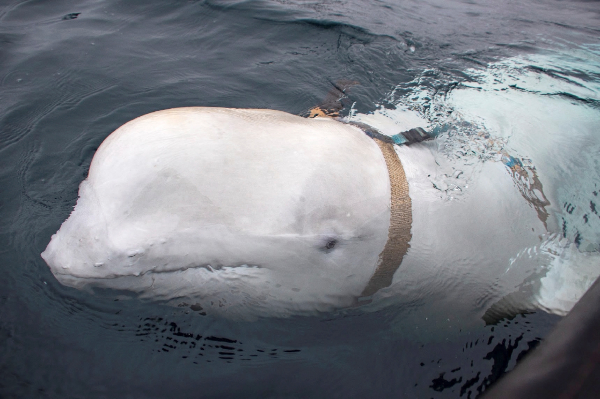 FOTO menunjukkan ikan paus beluga berkenaan ketika ditemukan di perairan di utara Norway pada 2019. FOTO AFP