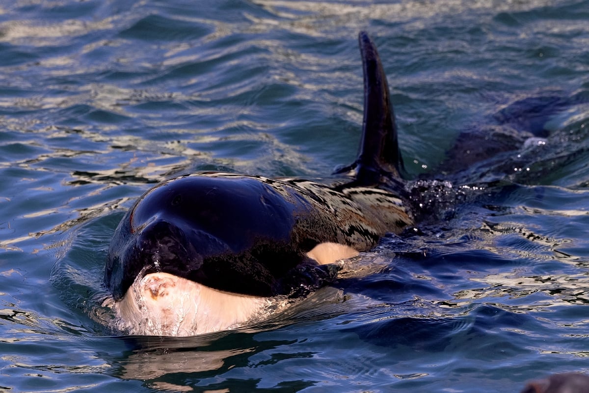 ANAK orca (sejenis ikan lumba-lumba) di perairan New Zealand. FOTO AFP