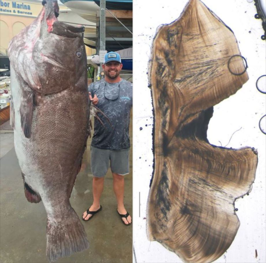 Boyll  berdiri bersebelahan dengan ikan kerapu yang ditangkapnya di perairan pantai barat Florida.FOTO Agensi