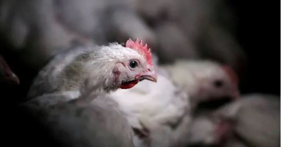  KES H5N1 di sebuah ladang ayam di Shaoyang. FOTO Reuters.
