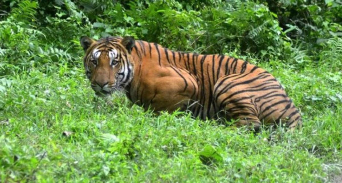 LEBIH 100 orang terbunuh dalam serangan harimau di India antara 2019 dan 2021. FOTO fail AFP 