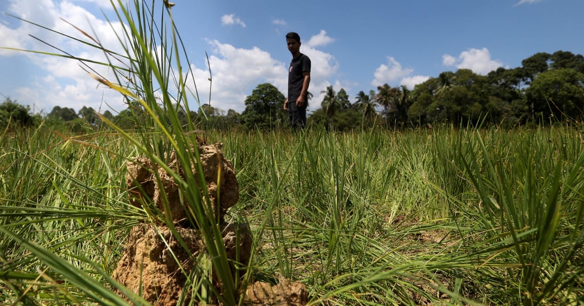 Hasil padi di Kelantan dijangka berkurangan 25 peratus akibat kemarau