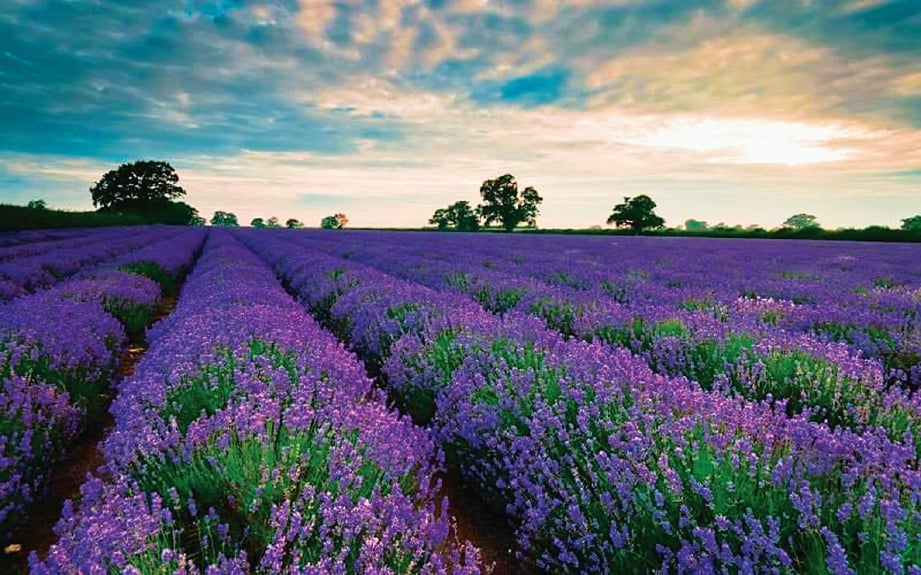 HAMPARAN indah lavender yang mempesonakan pengunjung.