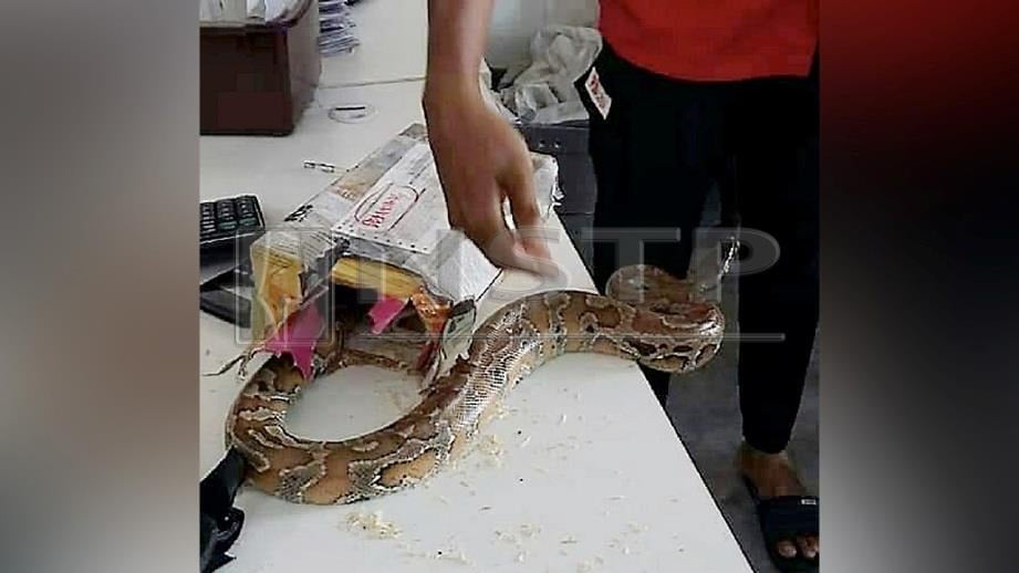KAKITANGAN Pos Malaysia mengeluarkan ular sawa dalam bungkusan Pos Laju dalam gambar yang tular.