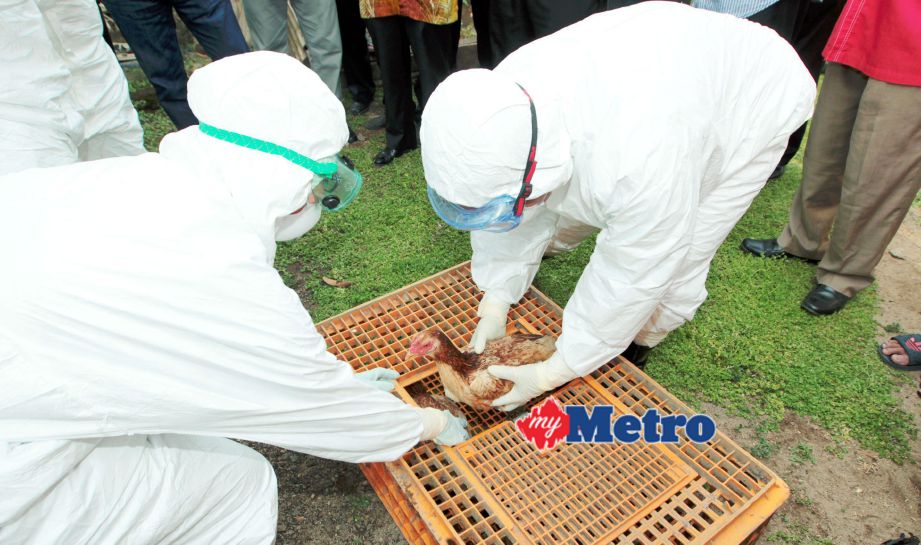 Penternak terjejas H5N1 dapat sagu hati | Harian Metro