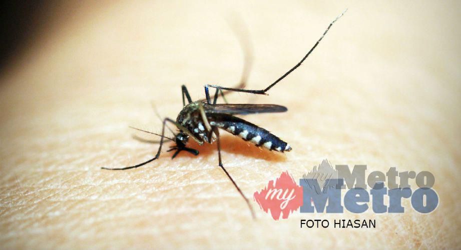 9 lagi disyaki hidap Chikungunya  Harian Metro