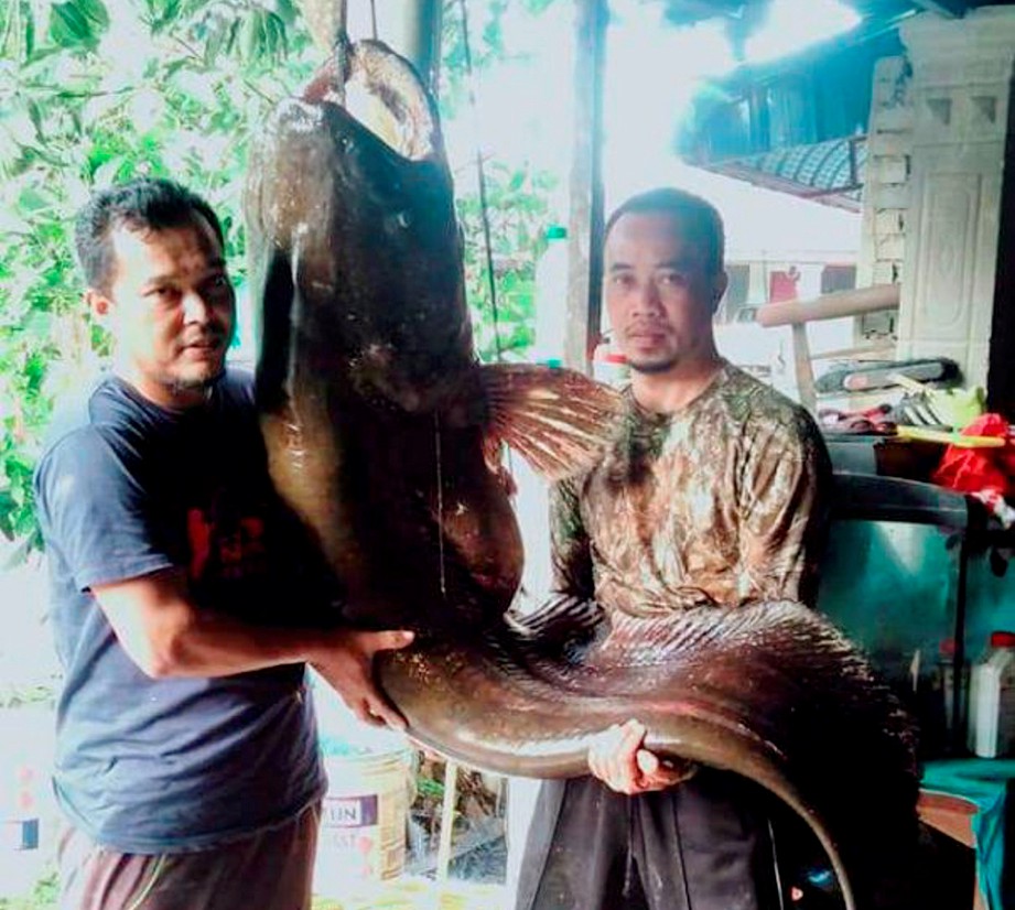 SABRI (kiri) menunjukkan Tapah seberat 60 kilogram yang dipancing menggunakan joran buloh, si Sungai Terengganu dekat Kampung Telaga, Kuala Berang.  FOTO IHSAN FB LAGA