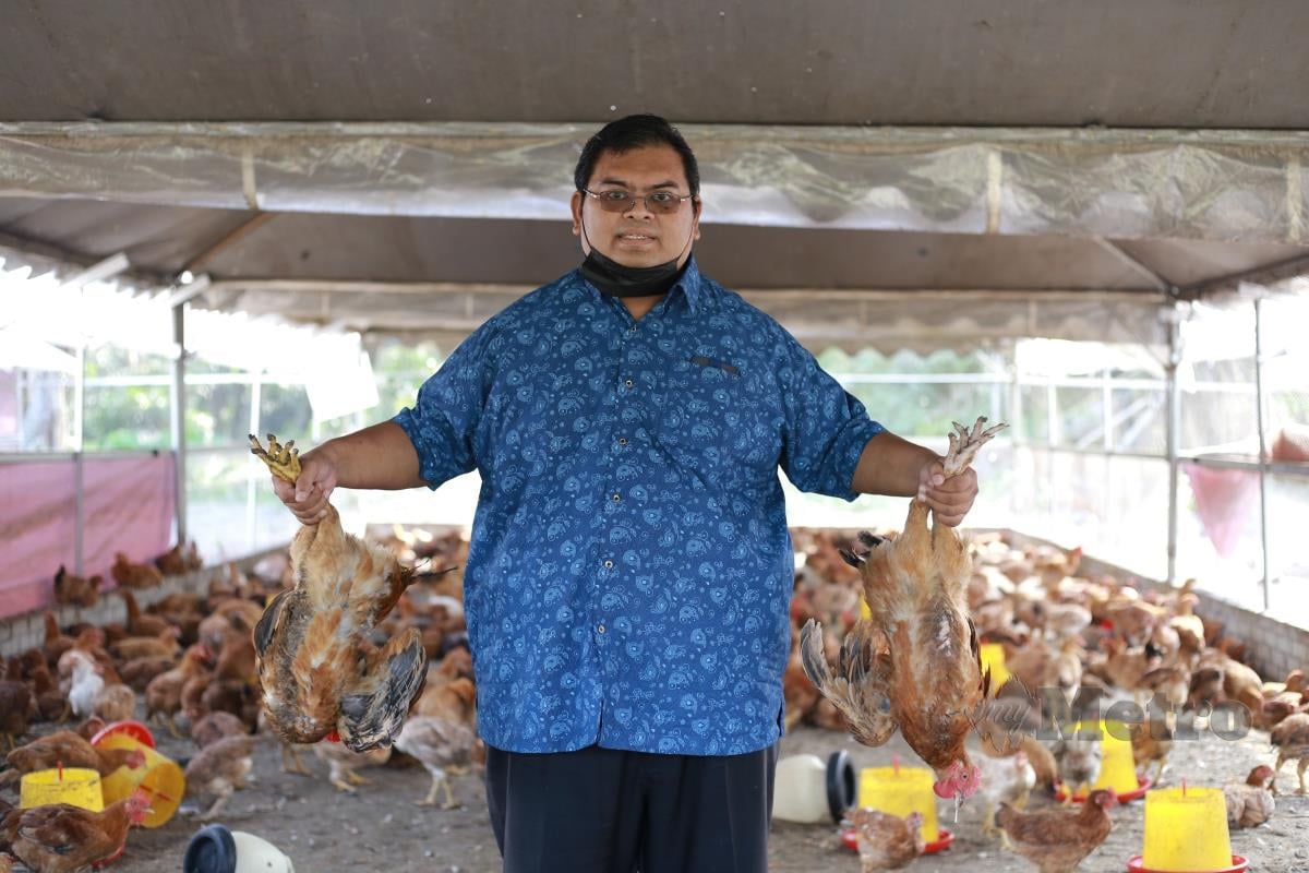BAHARUDDIN bersama ayam kampung kacuk turut viral dengan ayam kanopi.