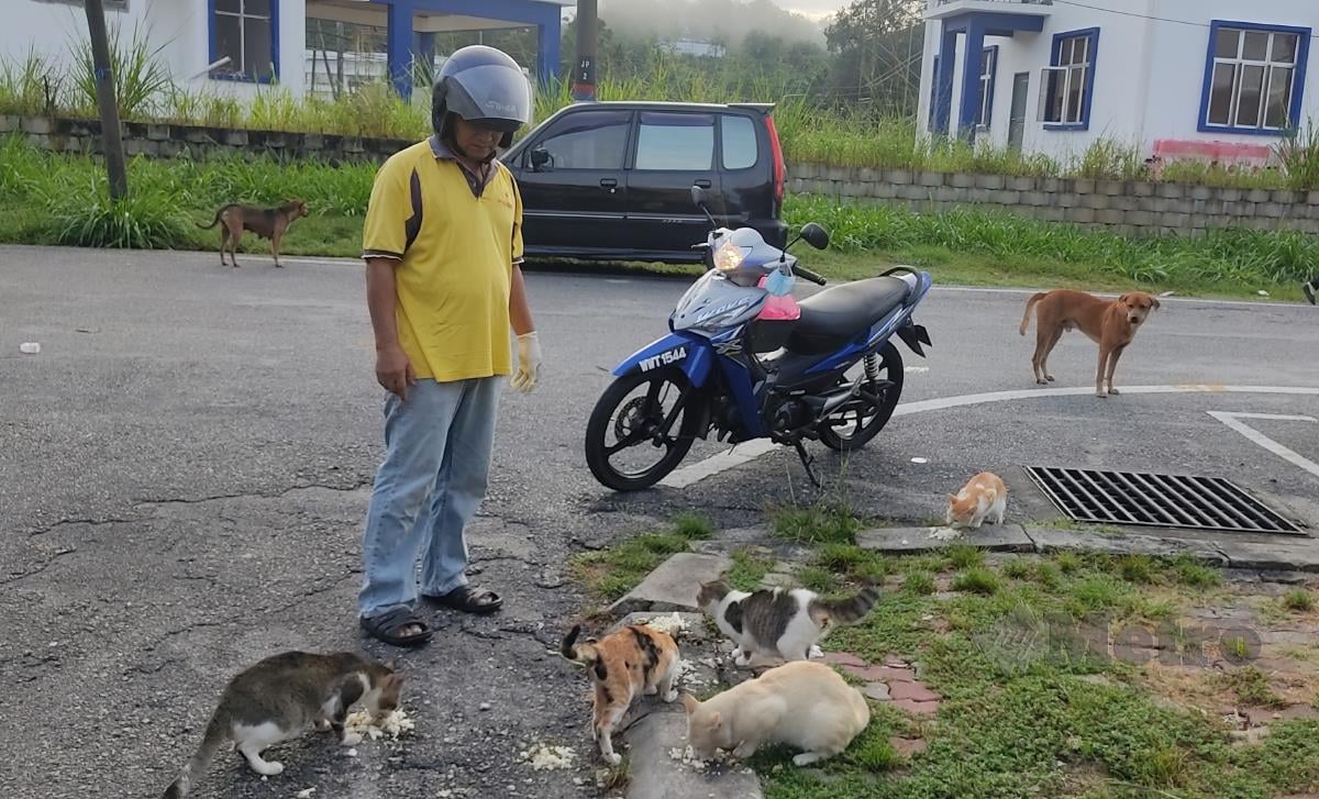RUTIN kehidupan warga emas, Nasir Salaton pada setiap pagi memberi kucing jalanan makan sejak lima tahun lalu.