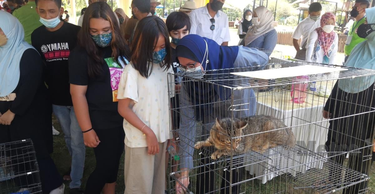 Nolee Ashilin merasmikan Festival Kucing Jalanan 2021 di Cengkerik Eco Park, Taman Herba Gopeng. FOTO BALQIS JAZIMAH ZAHARI