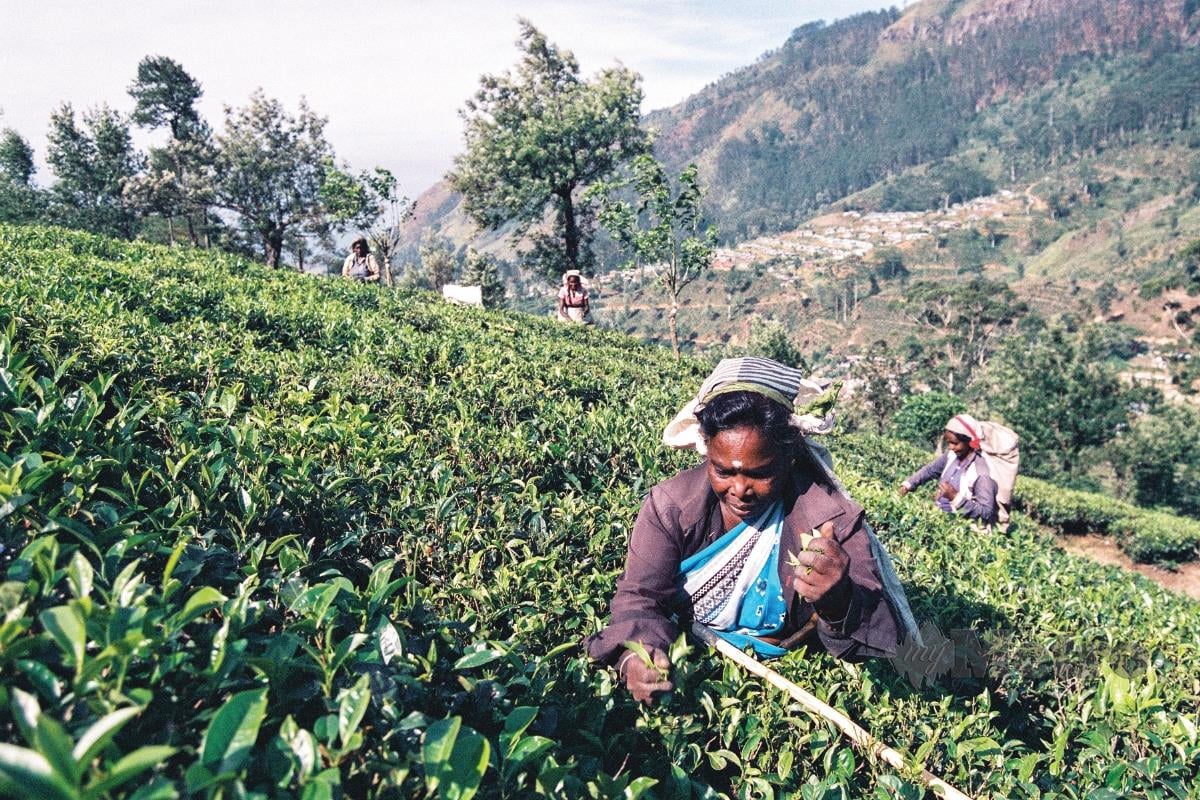 SEORANG pekerja ladang tempatan memetik dauh teh.