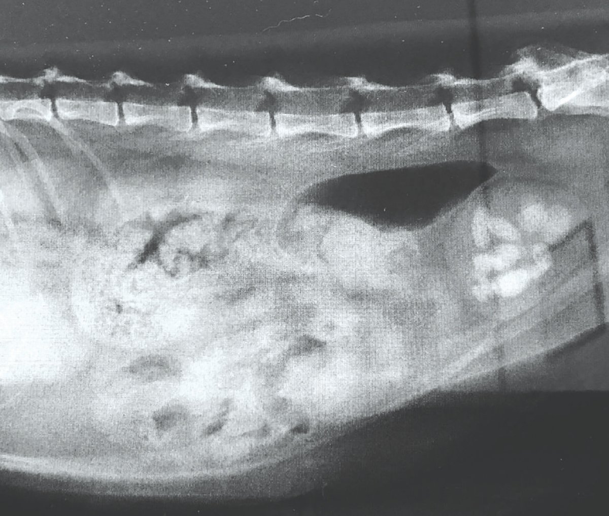 X-RAY mendapati batu karang dalam pundi kencing kucing. - FOTO Google 