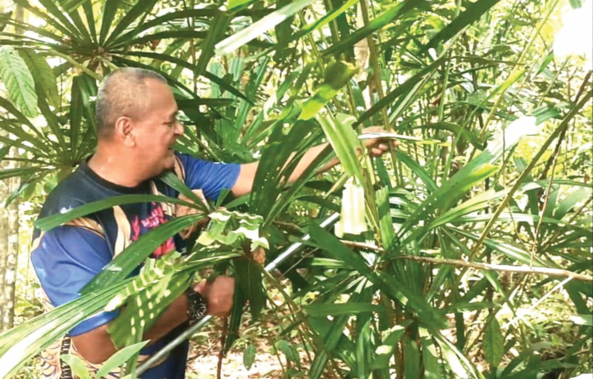MAT Kawi menunjukkan pokok palas yang terdapat di kawasan hutan Jerangau.