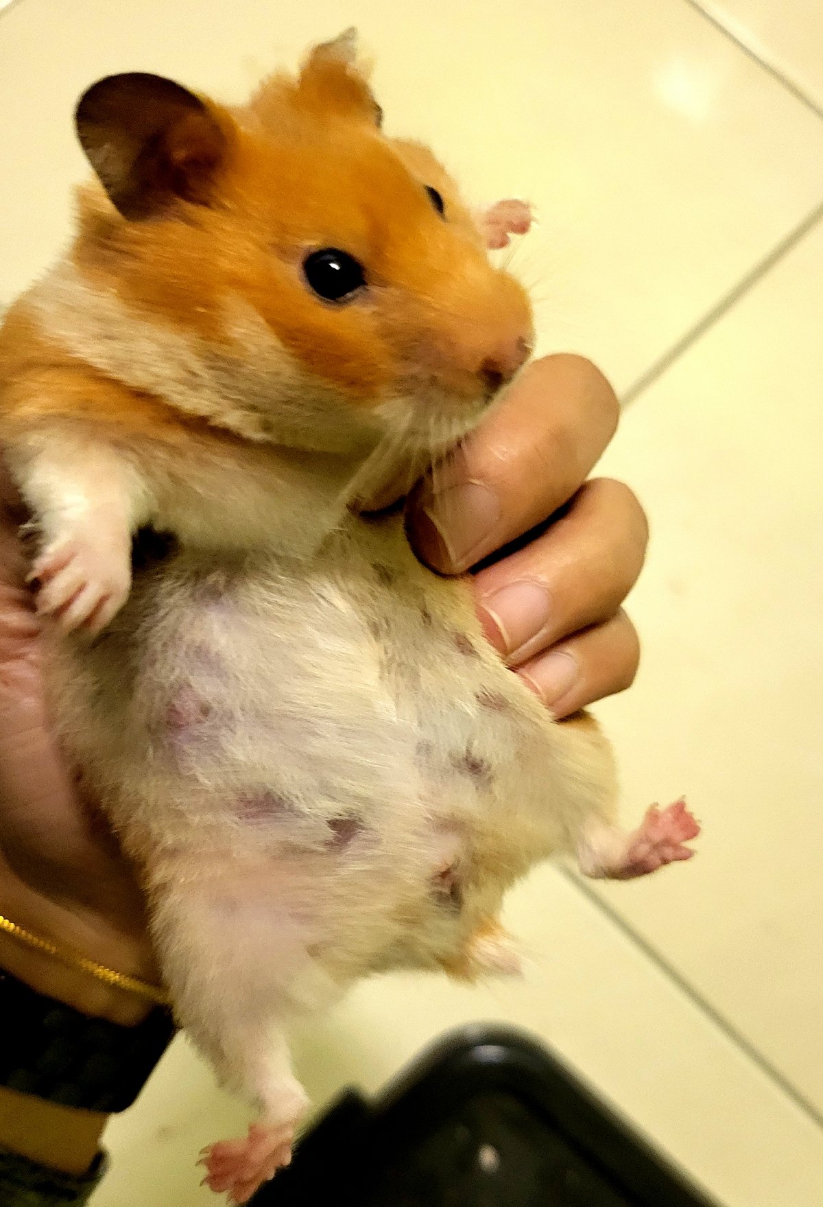 KEADAAN syrian hamster yang bunting.