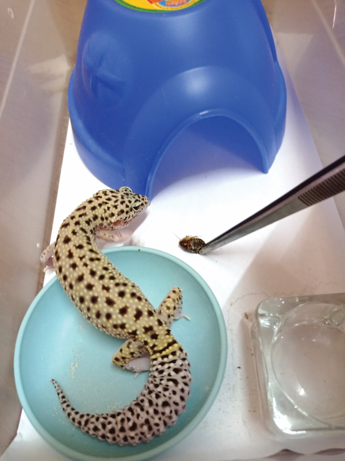 SERANGGA menjadi santapan utama untuk leopard gecko.
