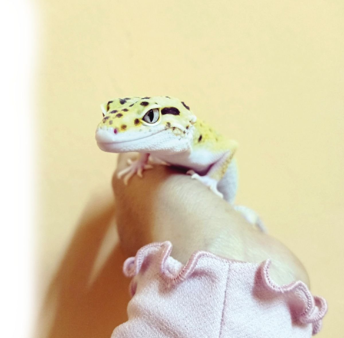 LEOPARD gecko sering jadi pilihan golongan yang berjinak-jinak memelihara reptilia 