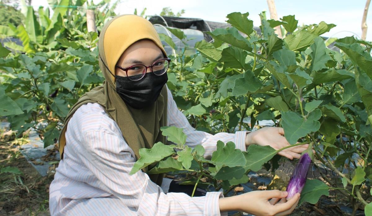 Nur Aisyah Zulkifli menunjukkan buah terung di tanam di tanah terbiar di Kampung Bukit Temiang Seremban. NSTP/MOHD AMIN JALIL