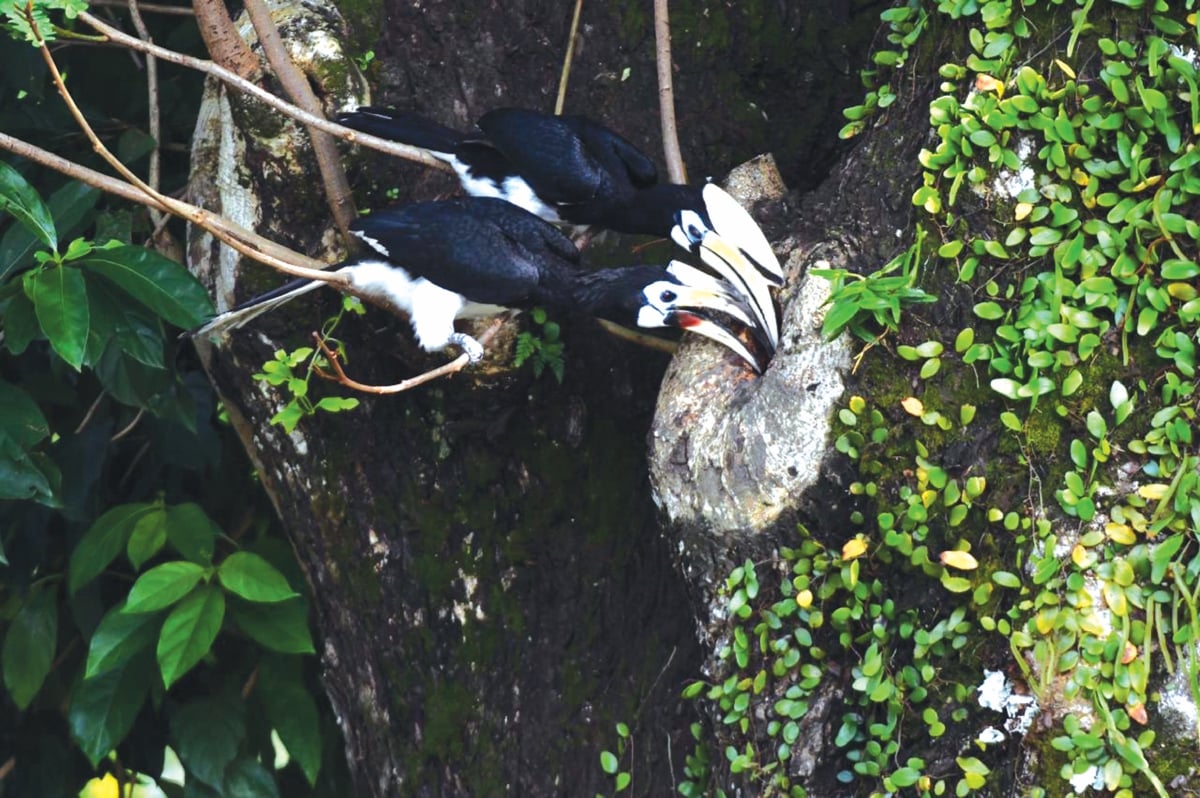 PASANGAN burung Enggang memberi makan kepada anaknya didalam batang pokok antara yang sempat dirakam.