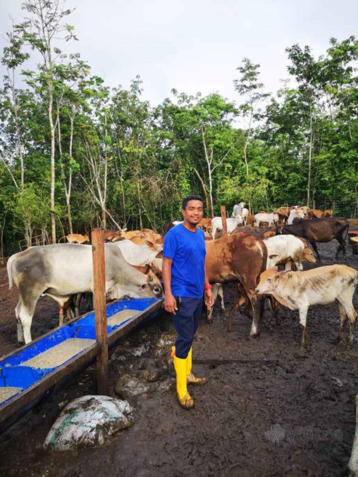 MOHD Faizal melihat industri penternakan dan ‘trading’ lembu memberi pulangan yang baik.
