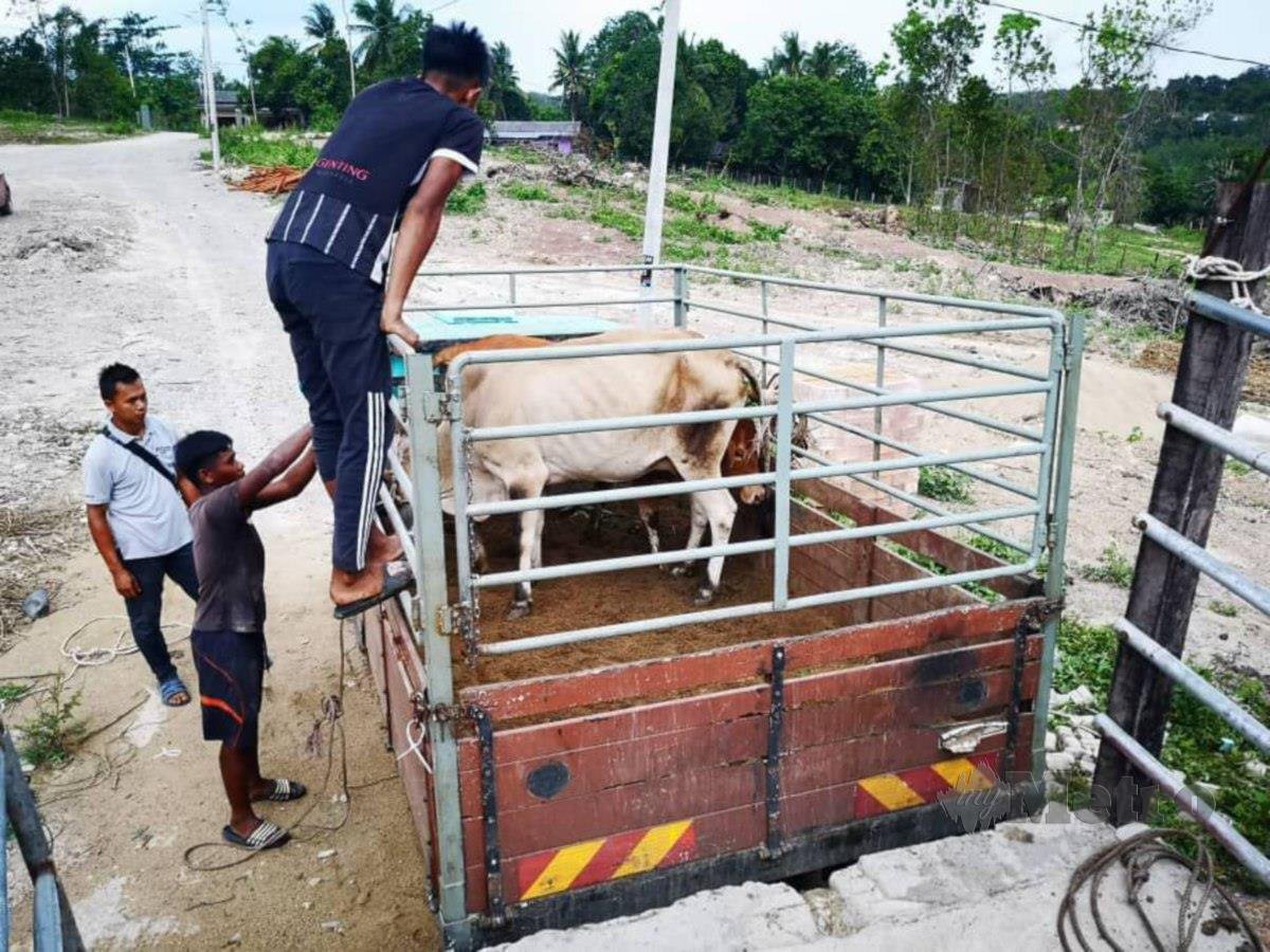 ANTARA lembu yang dibeli Mohd Faizal untuk ‘trading.’ 