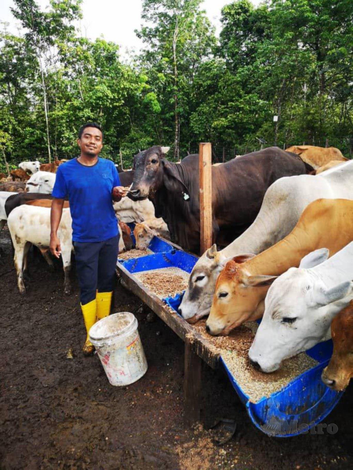 MOHD Faizal memulakan perniagaan ‘trading’ dan ternakan lembu sejak 2018.