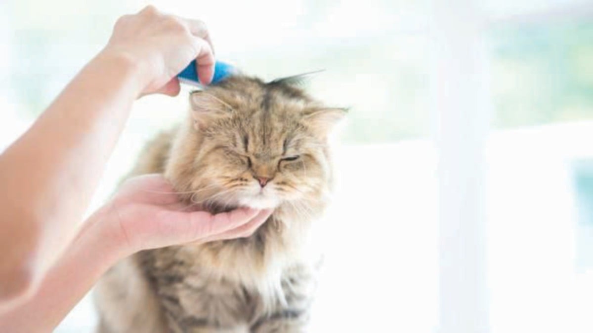 BULU kucing juga perlu disikat sekali sehari dan diberi ubat kutu tiga bulan sekali.