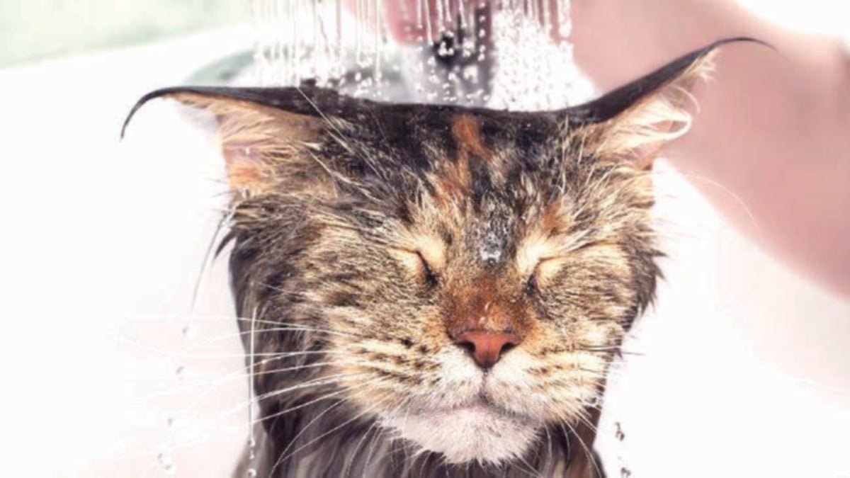 TIDAK boleh dimandikan dengan kerap kerana kucing mudah selesema dan demam.