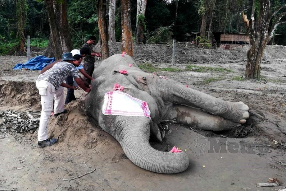LADEN dilaporkan mati dalam kurungan selepas ditangkap susulan operasi pemburuan besar-besaran haiwan itu di timur laut India.