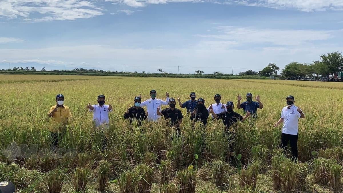 GAMBAR hiasan. Menteri Pertanian dan Industri Makanan Datuk Seri Dr Ronald Kiandee (tengah) meninjau pelaksanaan tanaman padi menerusi kaedah SMART SBB di FELCRA Seberang Perak, Julai lalu. FOTO arkib NSTP