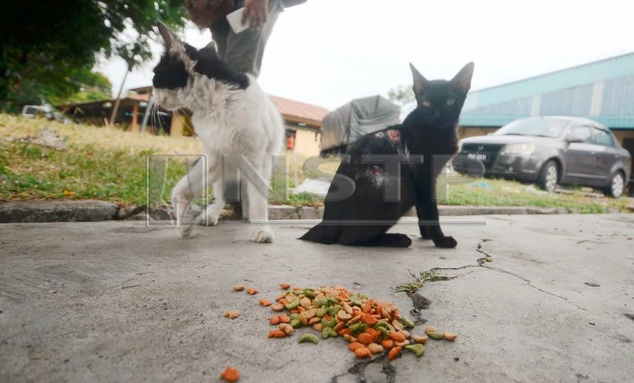 KEWUJUDAN kumpulan warga asing yang menangkap kucing di kawasan Pasar Seberang Jaya untuk disembelih dan dimakan membimbangkan kumpulan pencinta haiwan di negeri ini yang mahu langkah wajar diambil pihak berkenaan. FOTO Shahnaz Fazlie Shahrizal