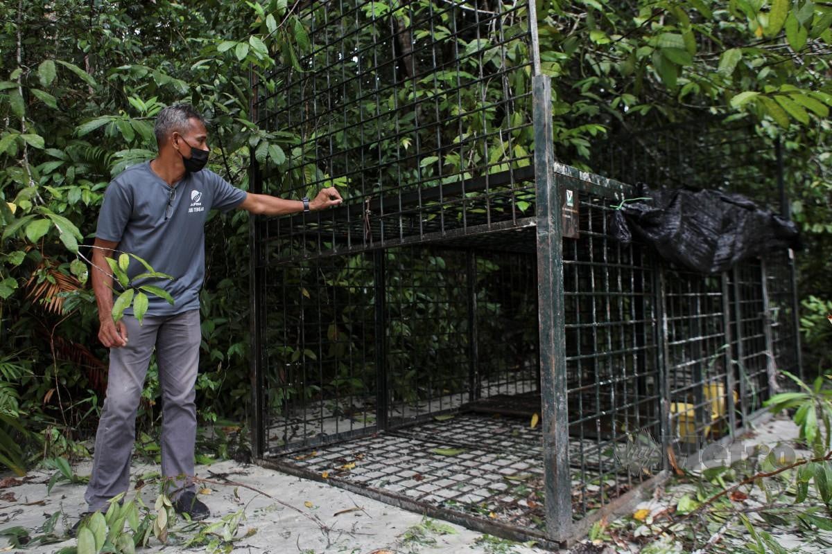 NGAH memeriksa perangkap yang dipasang oleh anggota Perhilitan untuk menangkap harimau kumbang. FOTO Ghazali Kori.