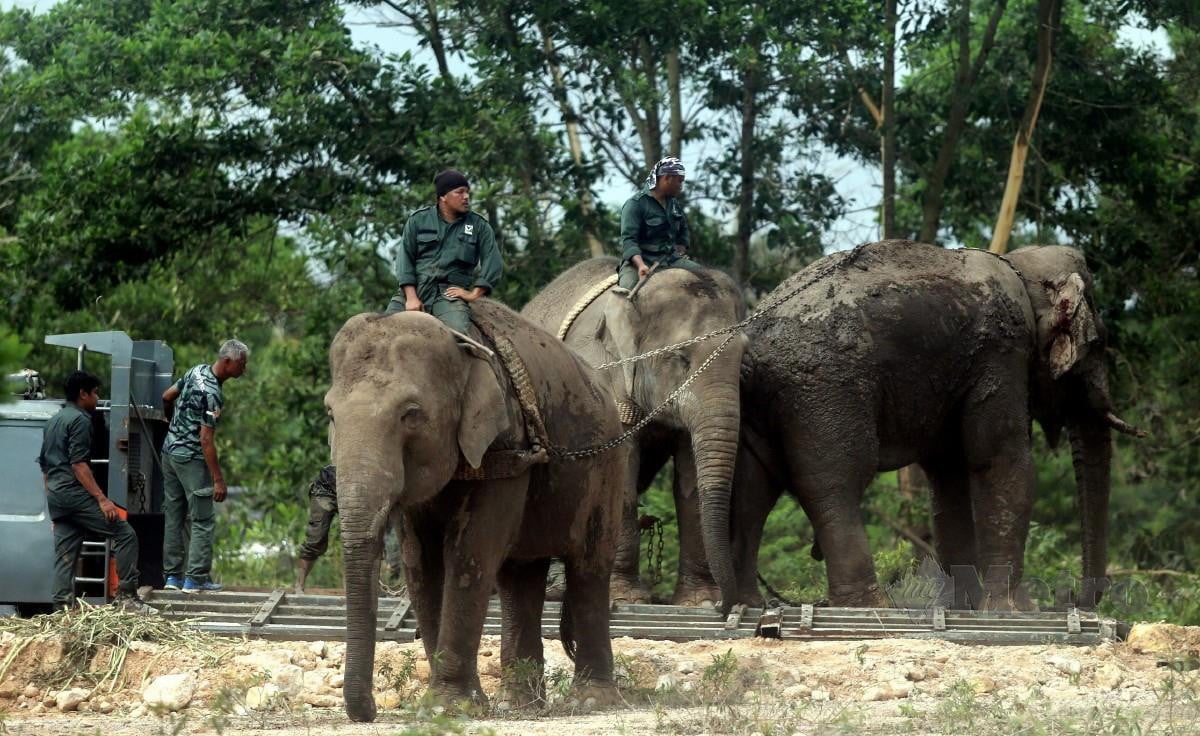 UNIT Tangkapan Gajah Perhilitan Pahang mengadakan operasi memindahkan gajah liar yang sesat di sekitar Taman Pandan Damai. FOTO Farizul Hafiz Awang