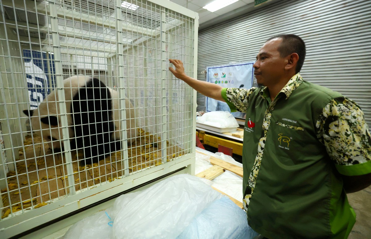  AZRENNIZAM memujuk seekor daripada anak panda gergasi yang akan dihantar pulang ke China malam ini. FOTO BERNAMA