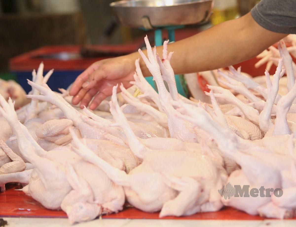 PENIAGA menyusun ayam untuk dijual ketika tinjauan di Pasar Chow Kit. FOTO Mohamad Shahril Badri Saali
