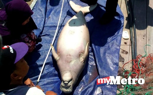 PEGAWAI Jabatan Perikanan Johor memeriksa bangkai dugong yang ditemui terapung. FOTO ihsan pembaca