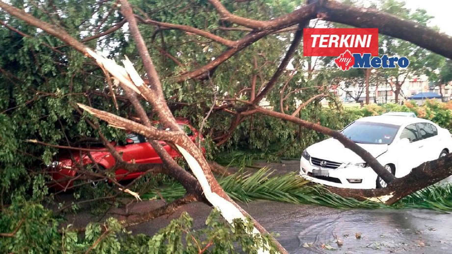 ANTARA kereta yang rosak dihempap pokok tumbang selepas ribut. FOTO ihsan Shen Poh Kuan