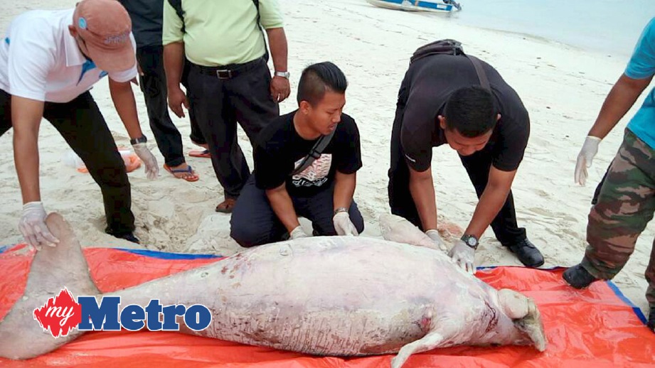 KAKITANGAN Jabatan Taman Laut Malaysia  negeri Johor memeriksa bangkai dugong yang ditemui. FOTO Zul Ikhwan Muhammad