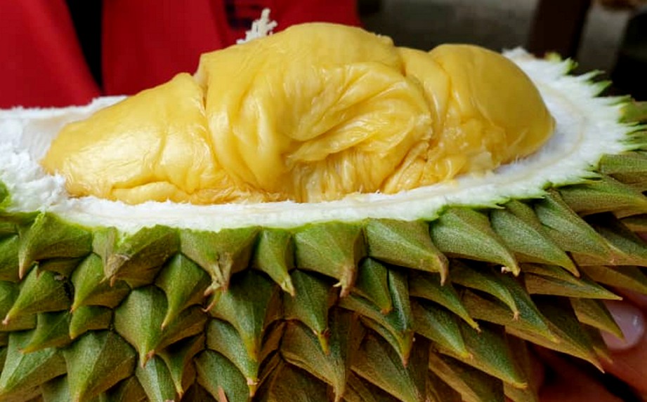 ISI durian paduka yang pernah dinobatkan durian terbaik di Perak. FOTO Ihsan IGROW.