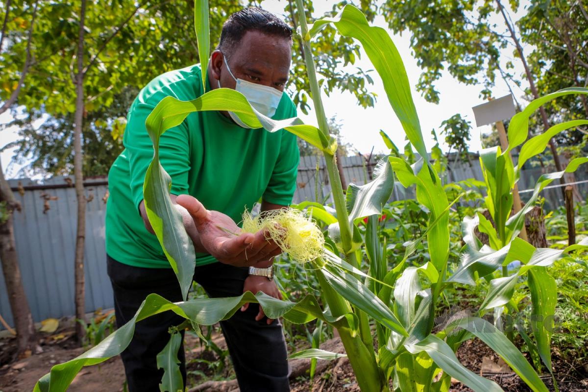 Nur Zaidy Maaini menunjukkan jagung yang telah menunjukkan hasil di Kebun Komuniti Bandar, PPR Seri Malaysia. FOTO ASYRAF HAMZAH