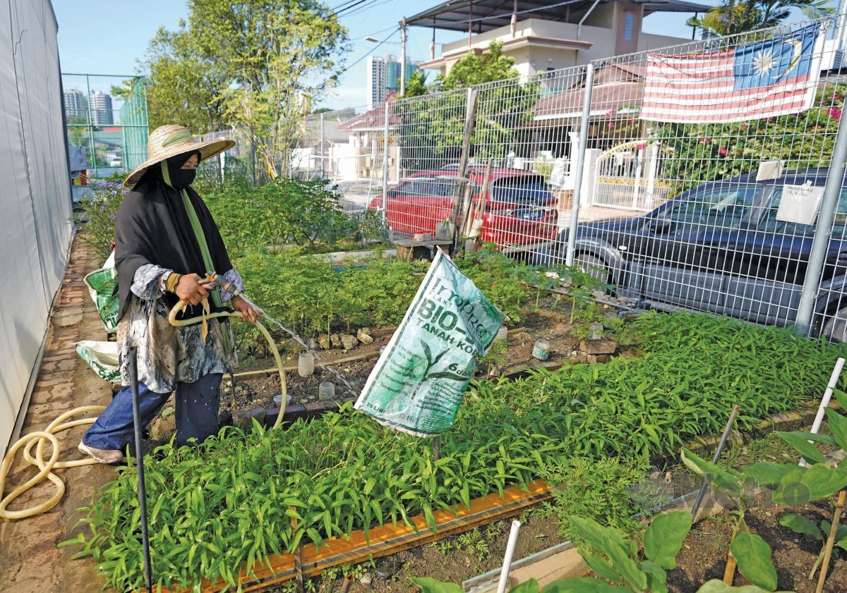 PEKEBUN komuniti menyiram plot tanaman sayur berdaun. FOTO Effendy Rashid