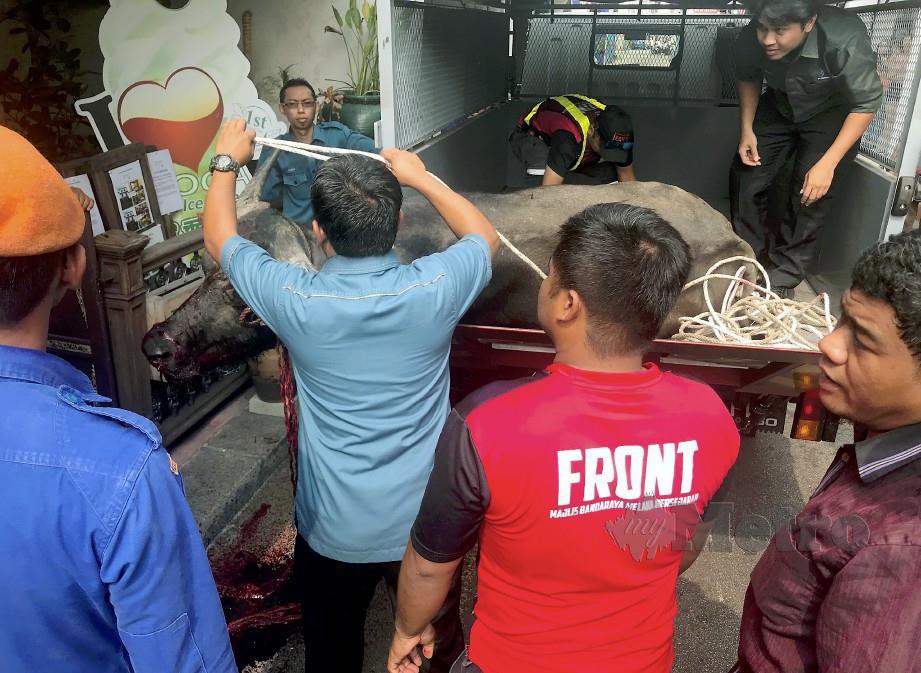 Kerbau jantan mati ditembak selepas memasuki sebuah hotel dalam kejadian di Jalan Tun Tan Cheng Lock, Banda Hilir di Melaka hari ini. Foto Rasul Azli Samad 