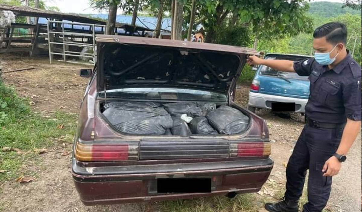 POLIS merampas daun ketum yang ditemui dalam sebuah kereta Proton Iswara berhampiran sebuah kandang lembu di kampung Kolam, Padang Besar. FOTO Ihsan PDRM